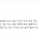 레이디벅스 티스토리