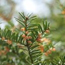 나자식물 裸子植物(겉씨식물) / 피자식물 被子植物(속씨식물) 이미지