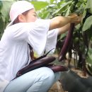 무풍승지 영농조합법인 샹그릴라 | KBS6시내고향, 무주 산골마을에 특별한 도전, 무풍면 승지마을.