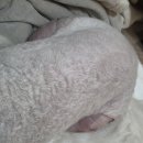 이서동물병원 | (사진혐주의) 우리집 똥강아지 슬개골탈구 수술 당일~한달차 후기