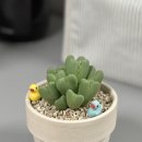 정화농장 | 센스있는 집들이 선물 추천 실내 공기정화식물 화분 다육이 식물상점 비로소