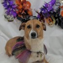 팍스도그트레이닝센터 이미지