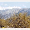 지리산산수유 이미지