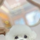 퍼피짱 대도점 이미지