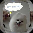 덴탈마트 | 8개월 강아지 간식 추천 내돈내산 추천템 후기 이갈이간식 덴탈껌