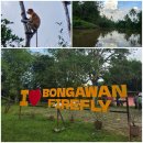 반딧불이 | [말레이시아] 코타키나발루 반딧불이투어 후기 / 제셀톤 선착장 예약