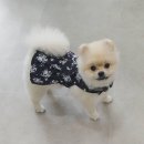 아지다펫 이미지