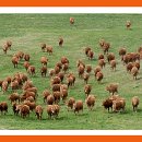 삼화목장 이미지