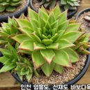 바보다육