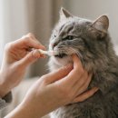 닥터김동물의료센터 이미지