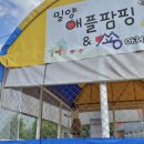 애플팜핑 | [밀양]아이와 갈만 한 곳 : 애플팜핑 - 카라반캠핑 카라반체험 / 사과따기체험, 단감따기 체험, 피자...