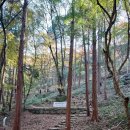 불회사 | 절 앞 나무들에는 절집 향이 배여있고 절집 안에는 나무 내음이 스며있다 - 나주 불회사