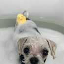 도루몽실 이미지