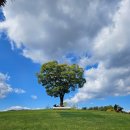 괴목시장 | 순천웃장 국밥식당거리 맛집 동외동 괴목국밥에서 돼지머리국밥 혼밥하고 순천 국가정원에서 산책한 후기