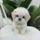 마리켄넬 24시강아지분양 애견분양 애견샵 | 마리켄넬, 인천애견샵에서 반려견의 매력을 느끼다