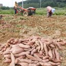 이용복농장 이미지