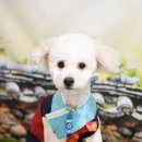 로이펫살롱 이미지