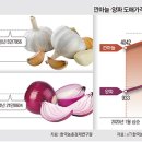 마늘·양파 공급물량 달려 당분간 강세 이미지