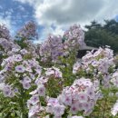 삼선산수목원 벚나무 | 당진 삼선산수목원 여름 풍경