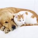 강아지와고양이 이미지