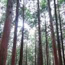 편백나무숲 이미지