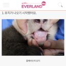 돼지만판다 이미지