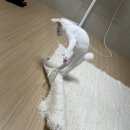 오션 캣 | 고양이사료 꾸준히 사용해본 와일드캣88 오션 피쉬 솔직후기