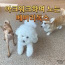 베버리 독스 이미지