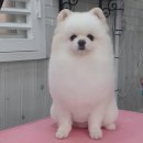 멍멍아 미용하개 이미지