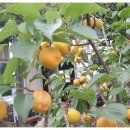 당산농장 이미지