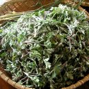 정원야생화 이미지