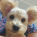 예쁘개 미용할개 이미지