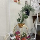 수니플레르