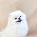 김구백이 이미지