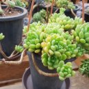 마실농장 이미지