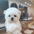탑클래스펫판교강아지분양판교애견호텔