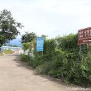 제주 강정동 담팔수(濟州 江汀洞 담팔수) 이미지