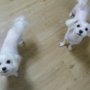 빗질해줄개 이미지