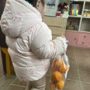 새들만 은하농장 | [제주 은하감귤체험농장] 23개월 아기랑 제주도 감귤체험 내돈내산 후기
