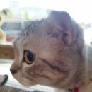 퍼니펫 동물병원 이미지