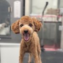 마마동물병원 이미지