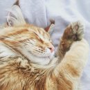 고양이발 이미지