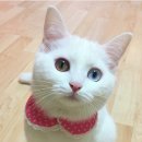 헬로핸지 이미지