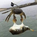 미끼
