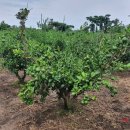 정진수농장 이미지