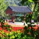 전북 고창군 아산면 삼인리 선운사 일원 꽃무룻. 이미지