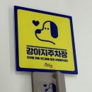 도시 강아지 이미지