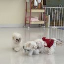 개귀여워 이미지