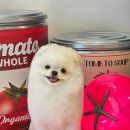 알로하펫 이미지