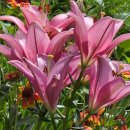 밀가마국시집 이미지